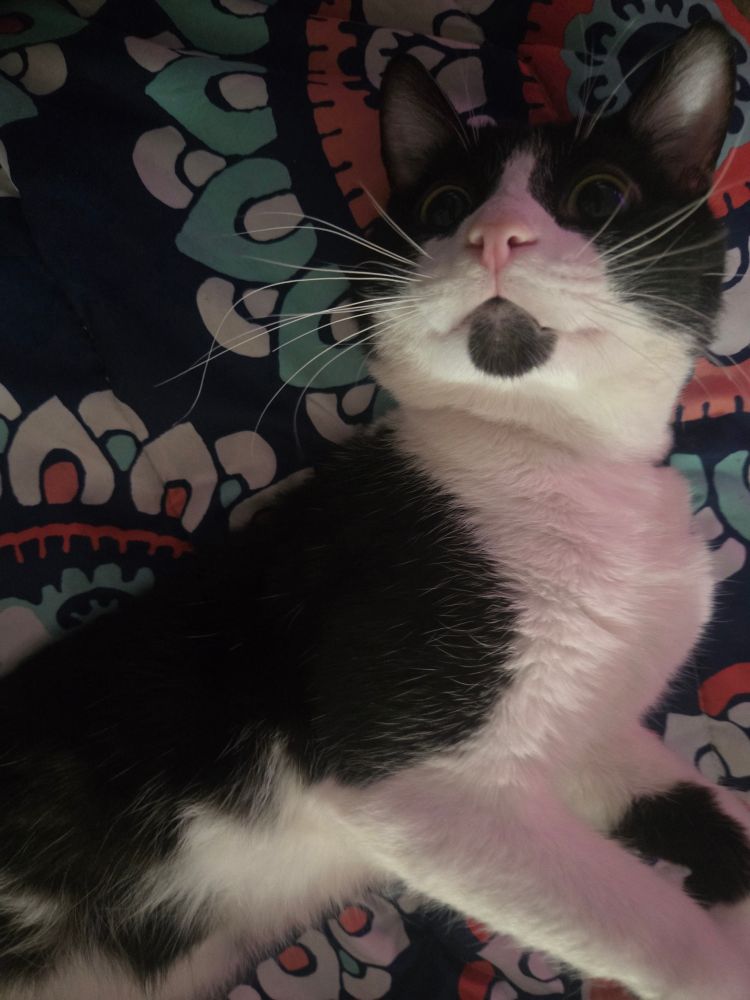 Black and white cat laying on a sofa