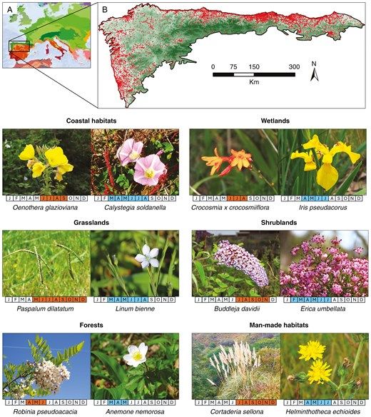 (A) Ecorregiones de Europa occidental, obtenidas del conjunto de datos RESOLVE Ecoregions (Ecoregions2017 ©Resolve; https://ecoregions.appspot.com/). El rectángulo negro incluye la ecorregión del estudio (en verde) y parte de otras ecorregiones. (B) Ecorregión del estudio. Los colores más oscuros representan mayores altitudes (≤2626 m). Los puntos rojos indican presencias registradas de especies invasoras (descargadas de diferentes bases de datos; ver el texto principal). Las imágenes de flores dentro de cada tipo de hábitat representan especies invasoras comunes (izquierda) y nativas (derecha) que ocurren en dichos hábitats. Los colores rojo y azul representan la fenología de la floración de las especies invasoras y nativas, respectivamente.