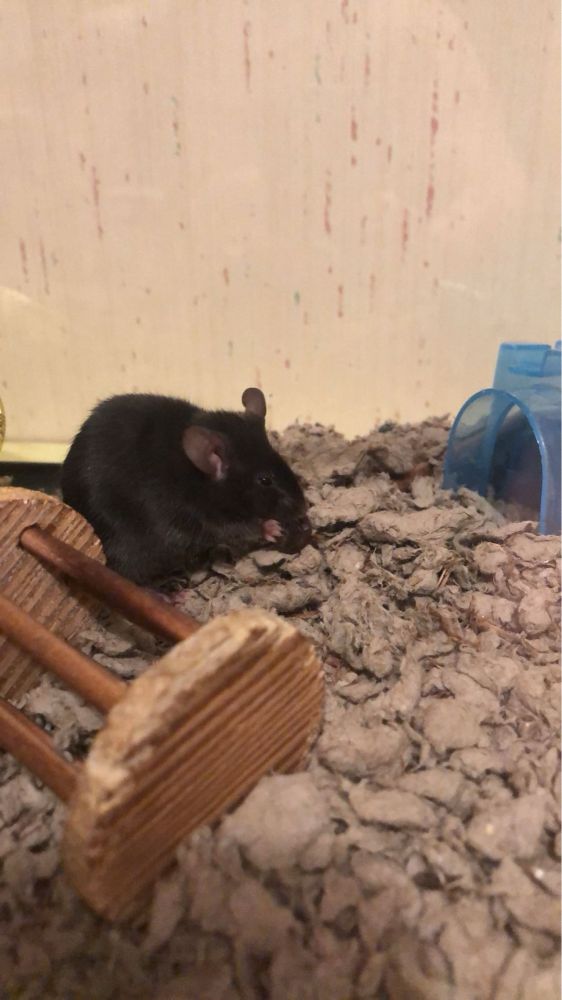 small black mouse :-)