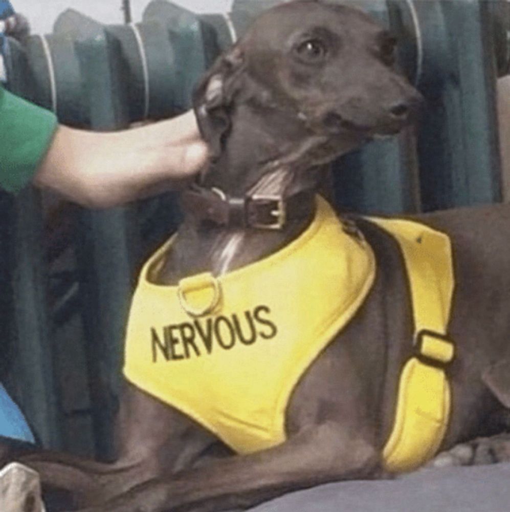 dog with a vest that says nervous 