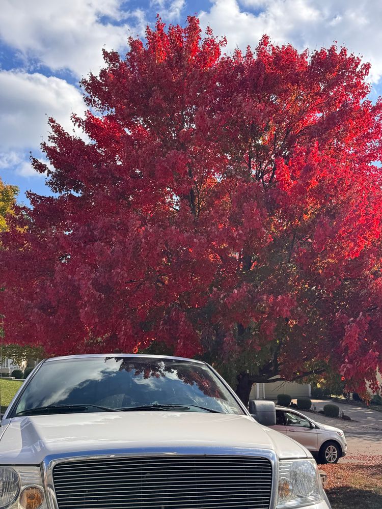 Fuggin big red tree and an eff one fiddy