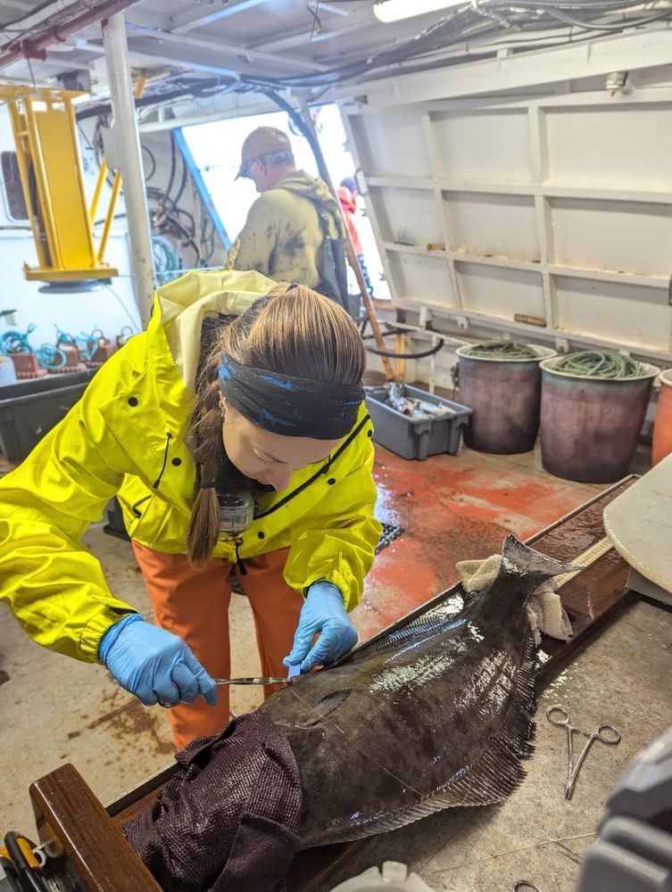 I am suturing the body cavity a Greenland halibut post insertion of an acoustic tag. Field work was conducted in October 2024 in Trinity Bay, Newfoundland and Labrador. All work was conducted under proper DFO permits and handling guidelines. Thankful to boat crew and DFO staff for keeping us safe, trained, and fed. 