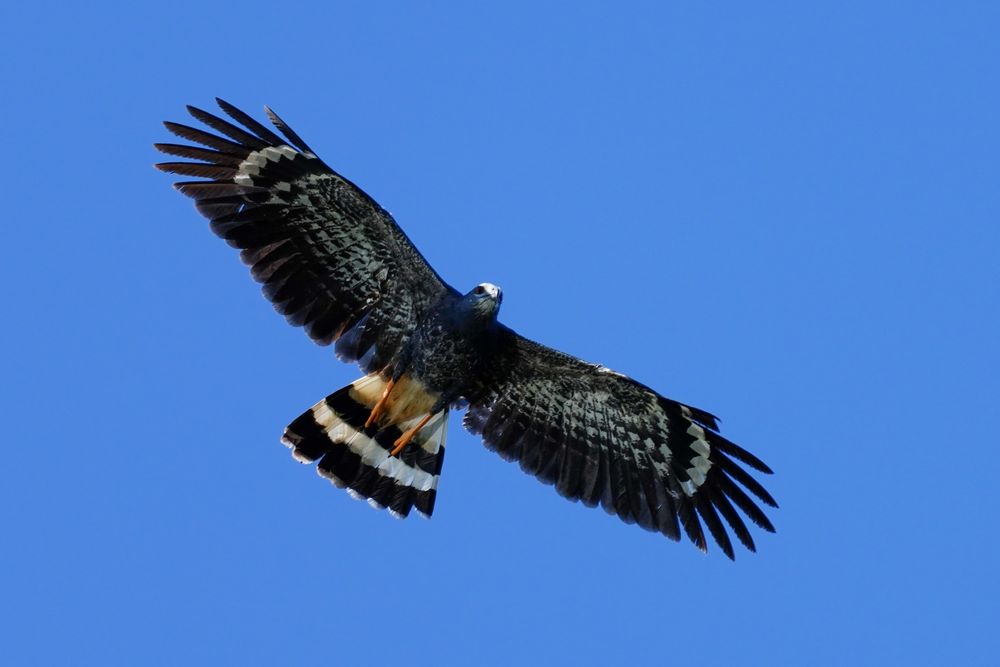 The same raptor from image one but with its wings totally spread. The underwing is mottled almost black and gray with white crescents on the inner part of the primary feathers. Its tail is mostly spread and the bands of white and black are apparent. 