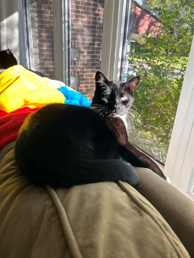 Tuxedo cat sits on a green couch cushion with the sun streaming in from a large bay window. 