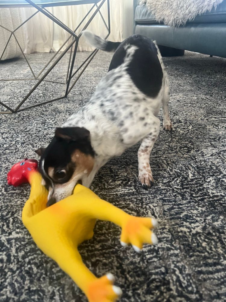Small chihuahua mix chewing a rubber chicken toy