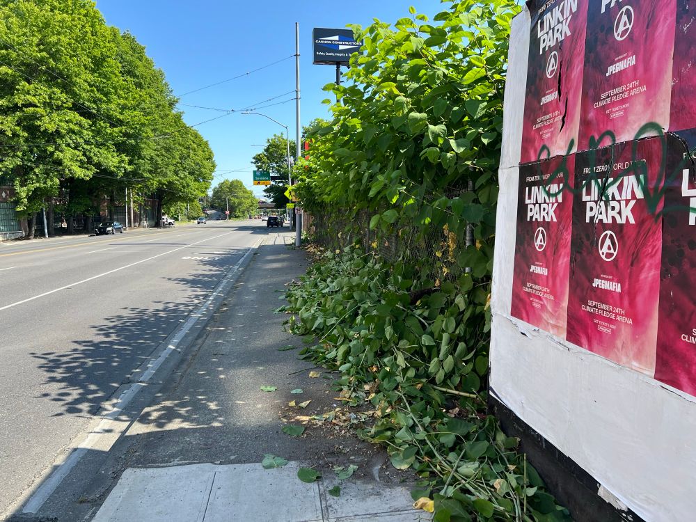 The same sidewalk only now it's possible to see all the way to where the sidewalk bends. There are piles of plant material shoved next to the fence still blocking some of the width but less hazardous than previously.