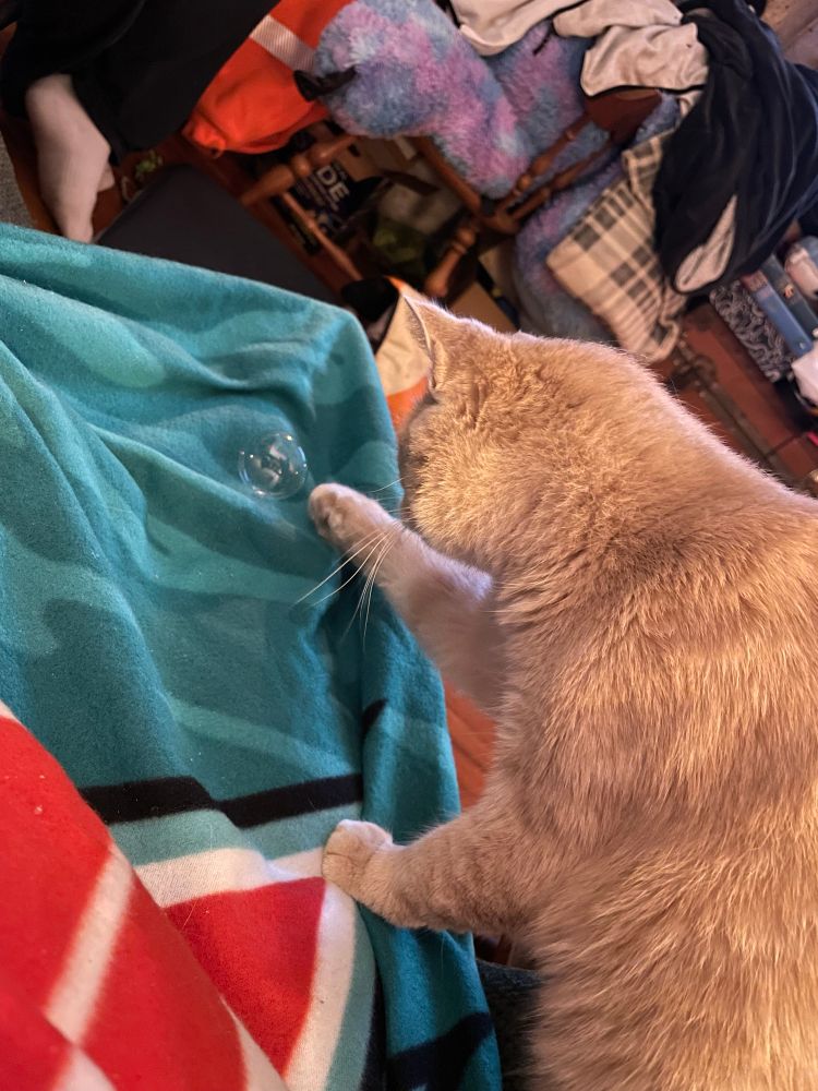 The cat is reaching for the bubble