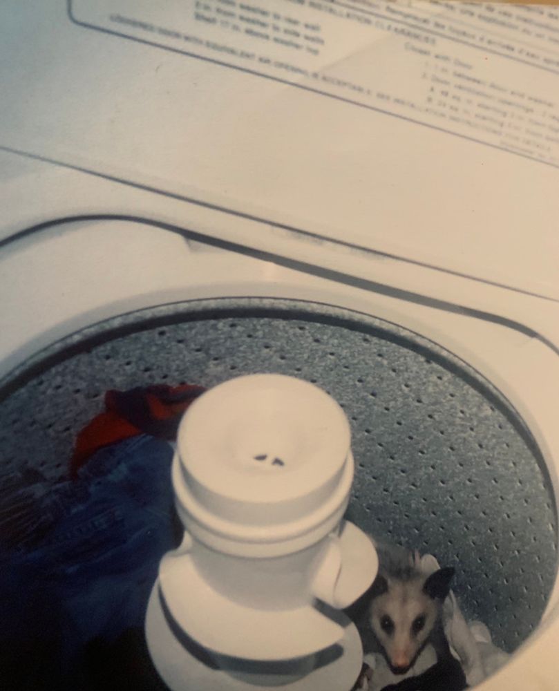 An image of a very small opossum hiding in a washing machine.