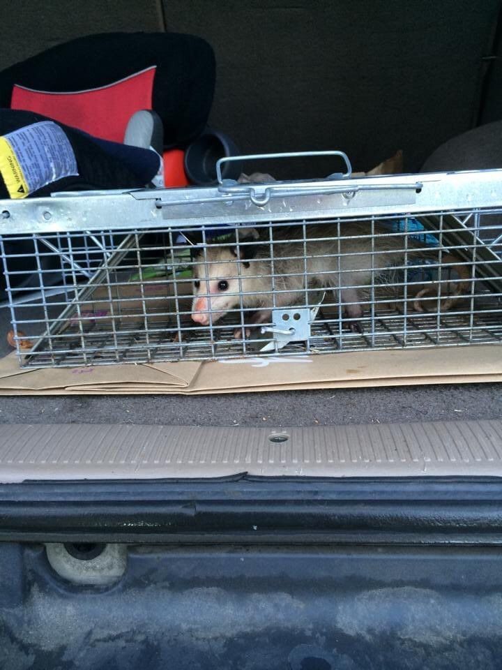 An image of a very small opossum sitting in a cage, looking outwards