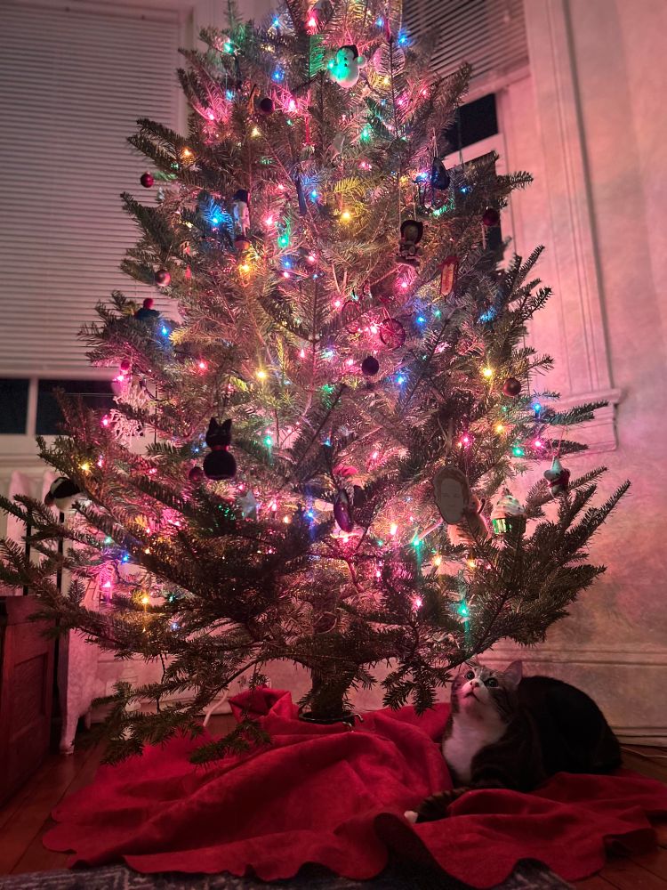 A cat underneath a lit and decorated Christmas tree.