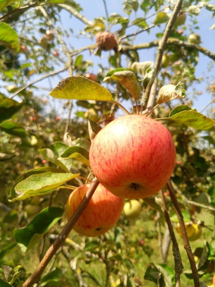 A pair of 'Irish Peach' apples growing on an orchard tree