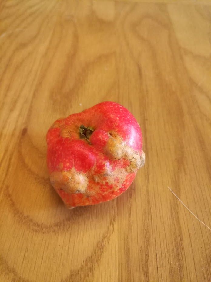 Another view of the same distorted, malformed 'Beauty of Bath' apple.