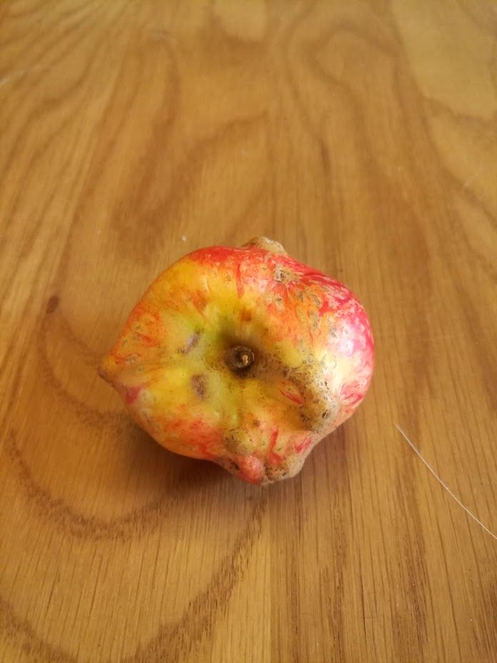 Another view of the sam distorted, malformed 'Beauty of Bath' apple.