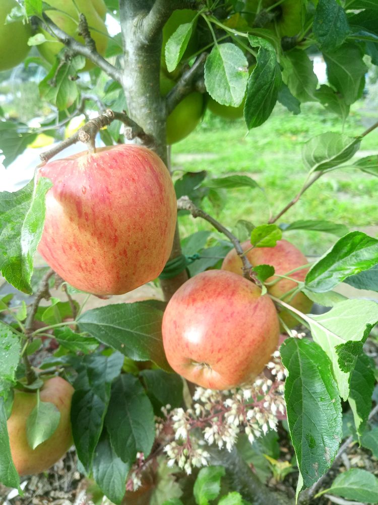 Three 'Winter Gem' apples growing on a tree, surrounded by leaves