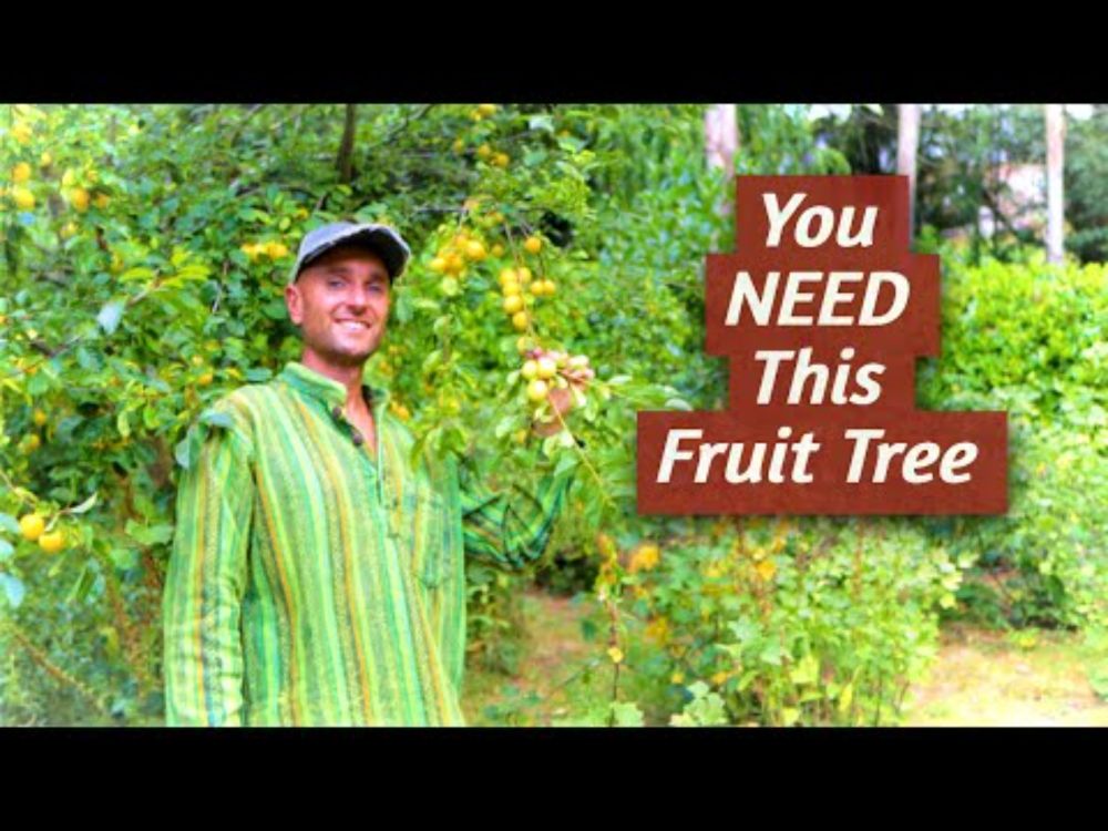 This Fruit Tree is INSANELY PRODUCTIVE and You've Probably NEVER heard of it ... ?