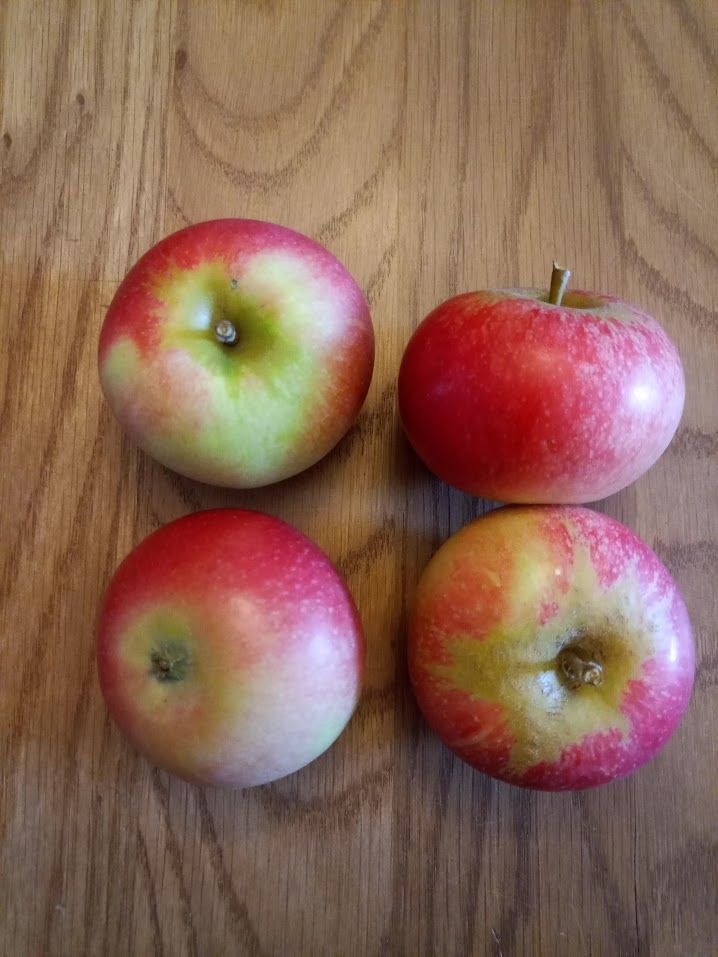 Four 'discovery' apples, photographed against a wooden table top.