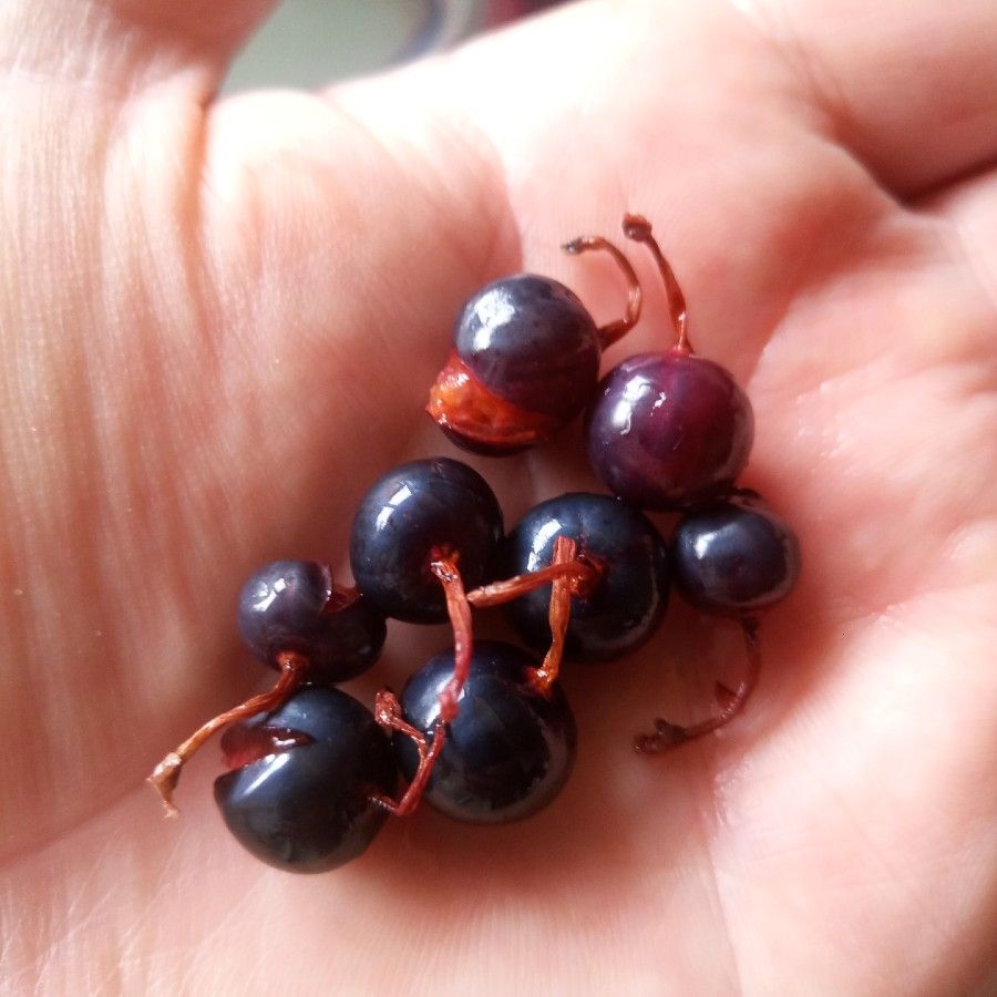 A handful of yellow currants, with desiccated flower strings attached