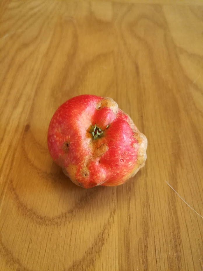 A distorted, malformed 'Beauty of Bath' apple, rather lovely, in its own way.