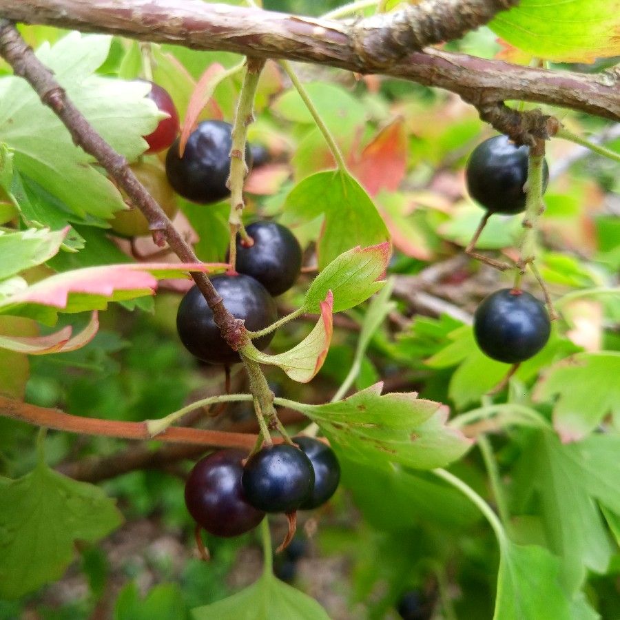 Yellow currants on the bush