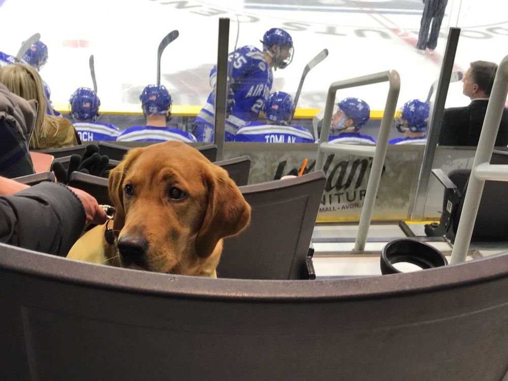 Service dog at an ice hockey game