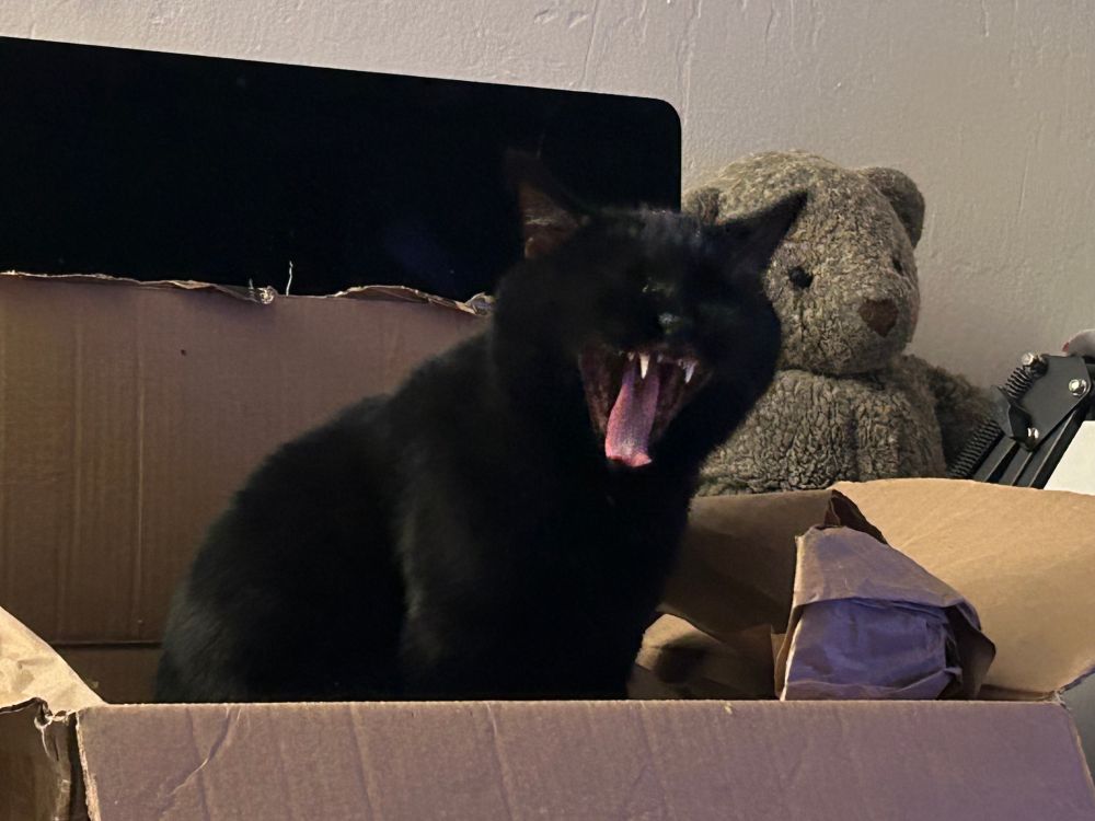 Rodger yawning in his box. 