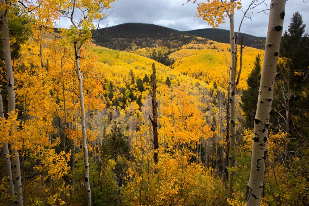 A bright yellow orange swath of Aspens turning in the fall fills the frame, extending over mountain ridges into the distance. 