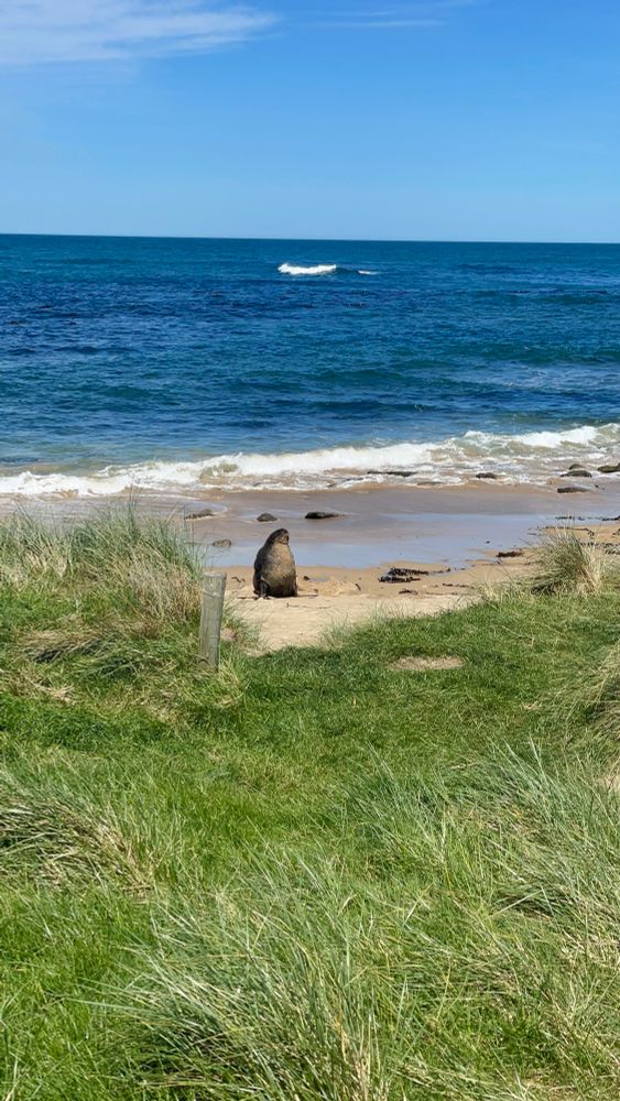 Leon marino en la playa