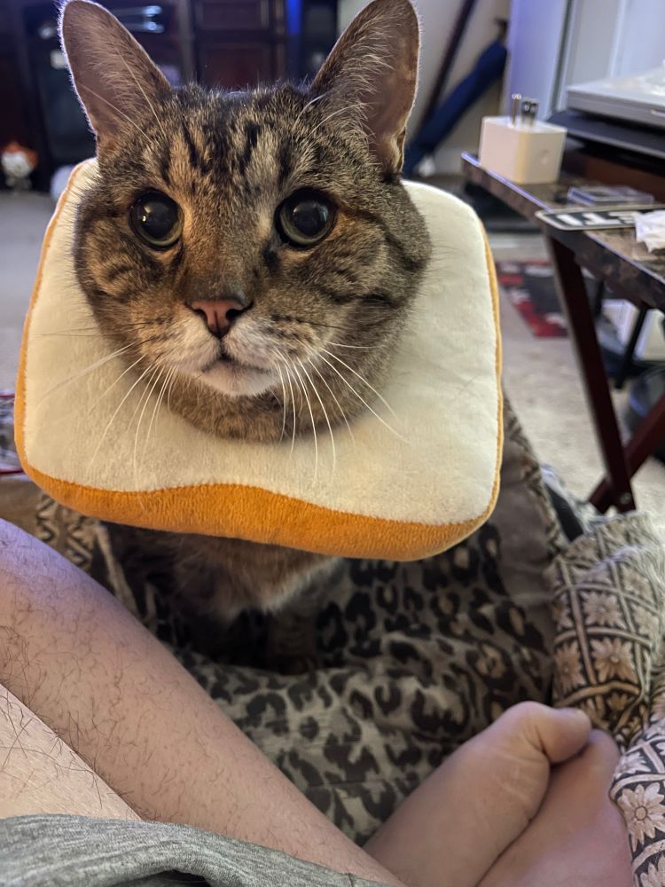 Tabby cat wearing a collar that is shaped like a slice of bread. He appears to be embarrassed. 