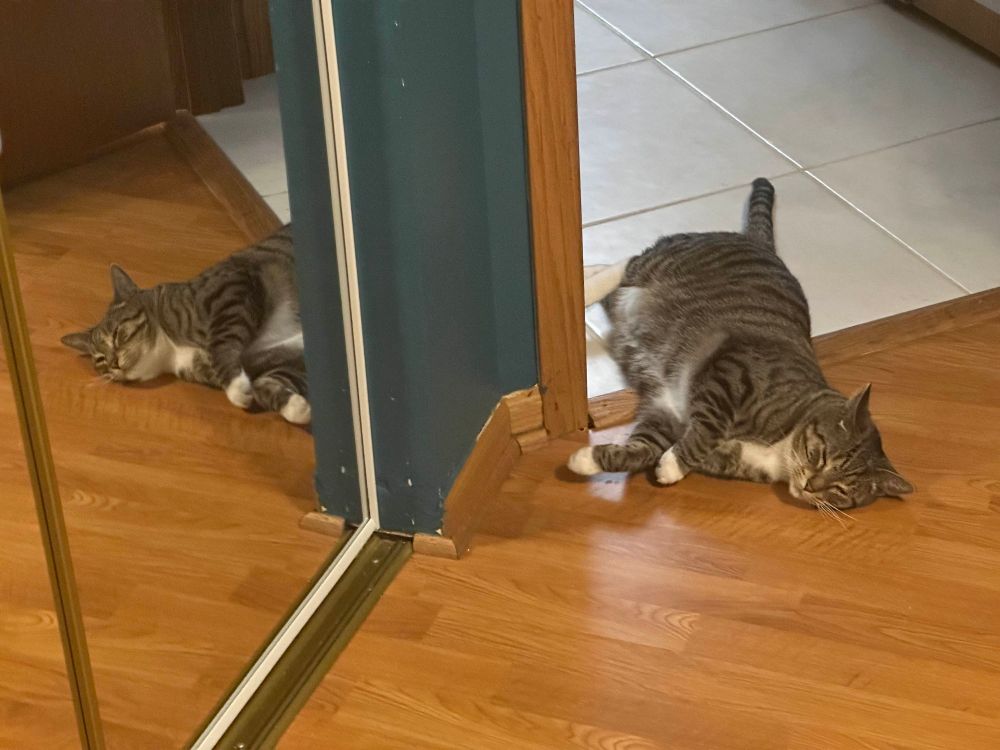 Cat laying down in front of mirror, but he's also partially in a doorway. 