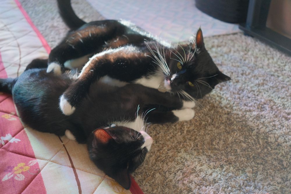 Two tuxedo cats wrestling on the floor in a sunlit room
