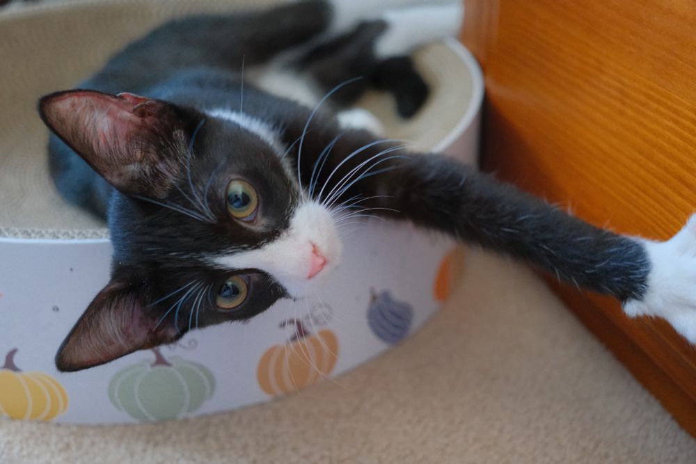 Tuxedo kitten stretching in a paper bowl