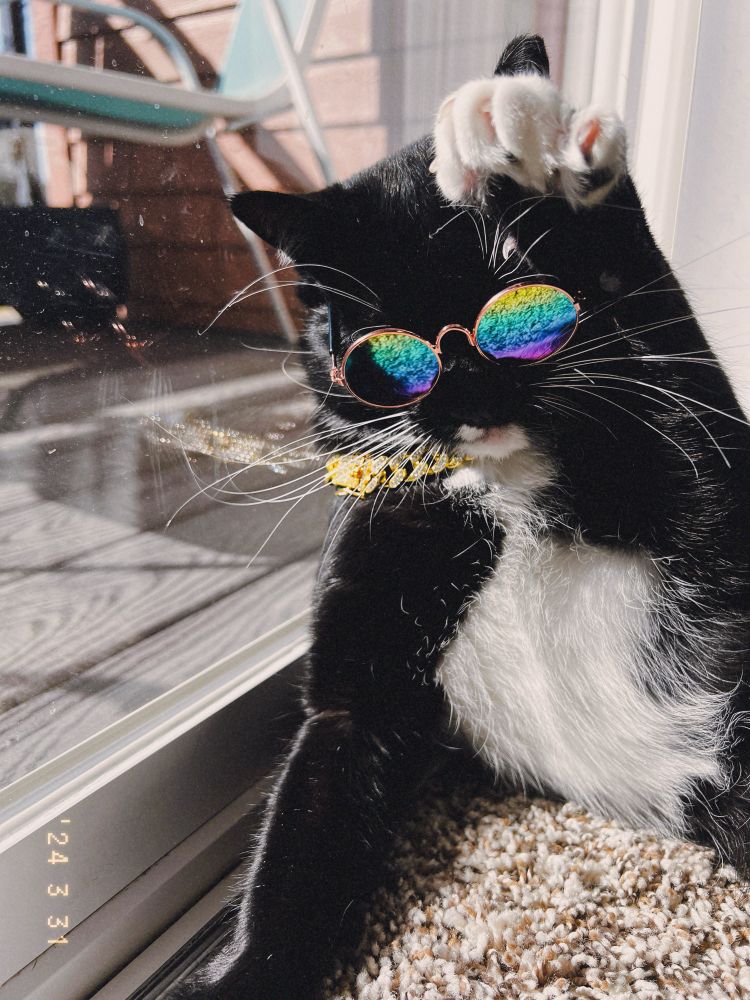 Tuxedo cat in a gold chain and sunglasses (aka drip) looking cool as hell