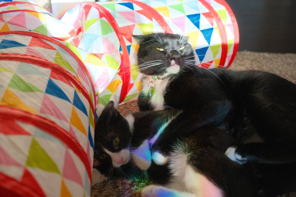 Two tuxedo cats wrestling in front of a colorful play tunnel