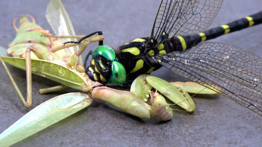 オニヤンマにカマキリをあげる