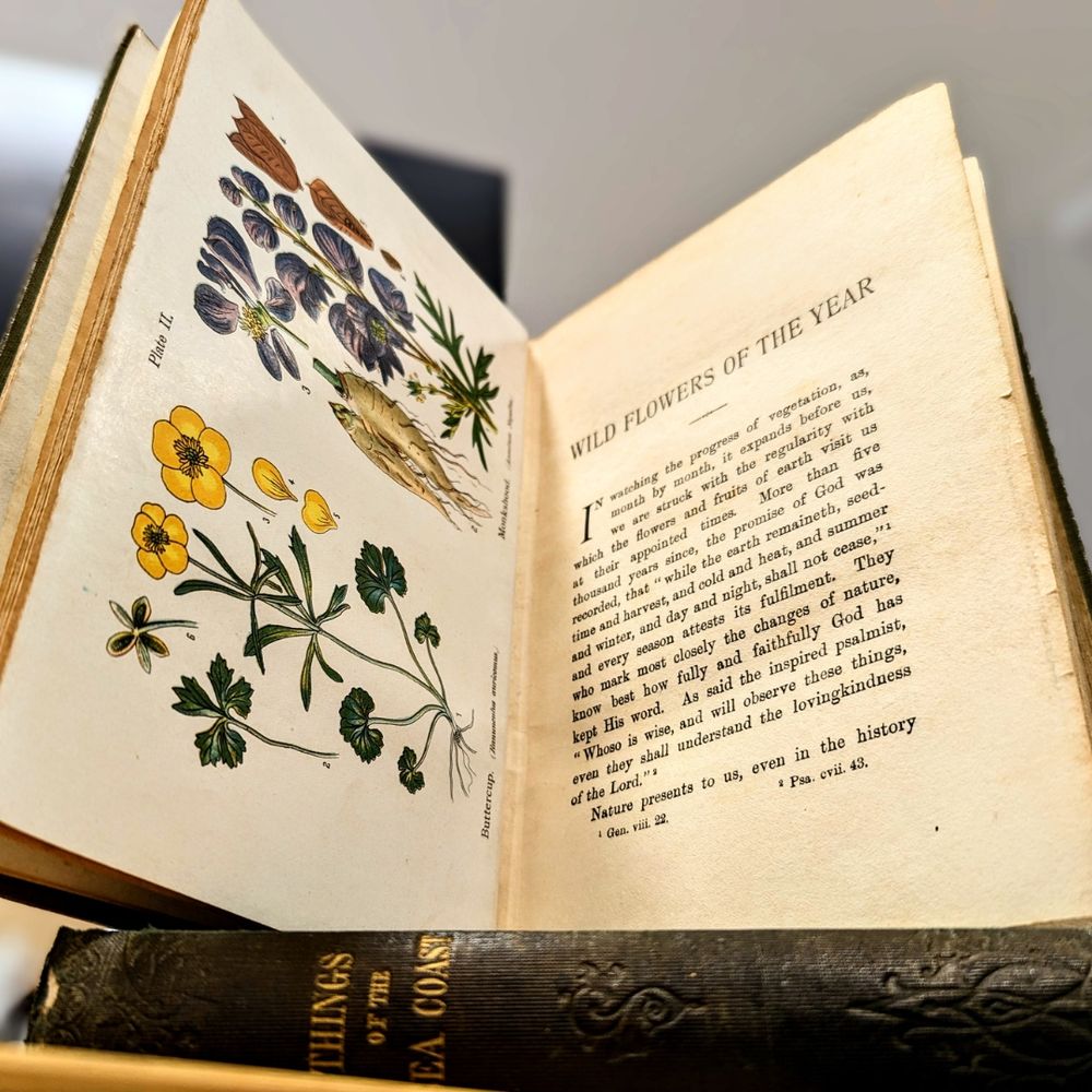 A copy of the book 'Wild flowers of the year' by Anne Pratt. The book is open on a page of coloured botanical illustrations. This book is perched on another book by Anne Pratt titled 'Things of the Sea Coast'