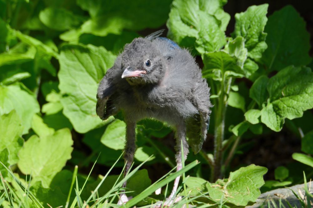Steller's Jay fledgling showing off its legs.