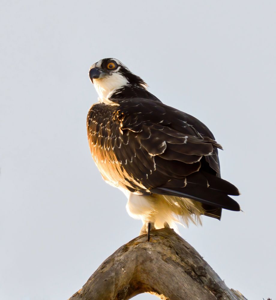 An osprey standing on a piece of dead wood peering out into the ocean on the Oregon Coast