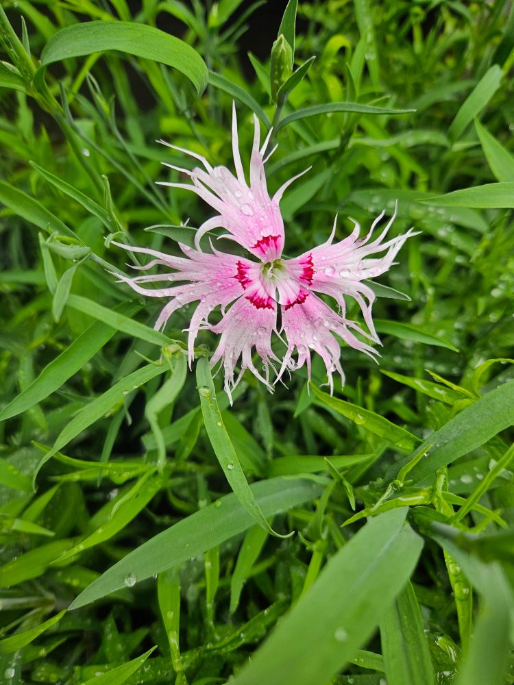 A pink with darker pink centered spooky dianthus flower. It is above a mass of green leaves.