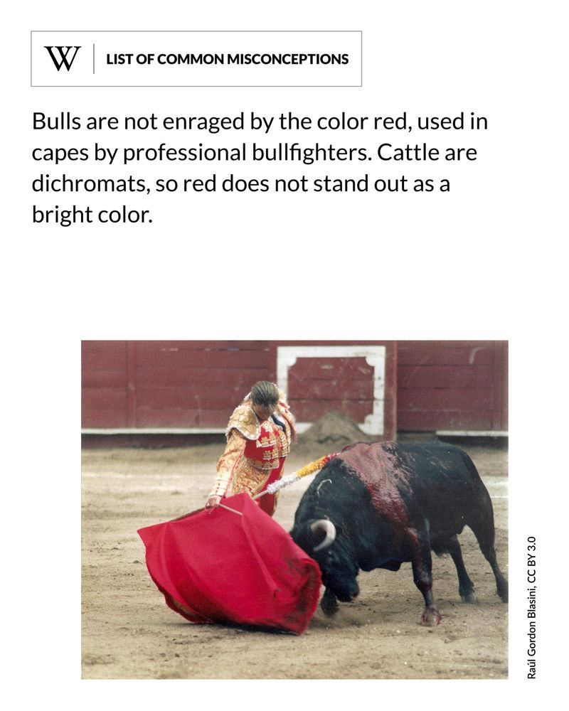 A matador in ornate costume performing a pass with a red cape in a bullring, as a wounded bull charges, its body marked with blood. Text says: Bulls are not enraged by the color red, used in capes by professional bullfighters. Cattle are dichromats, so red does not stand out as a bright color.