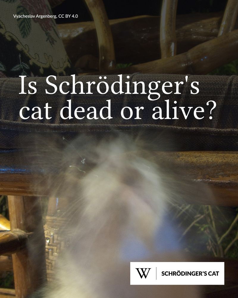 A ghostly blur of a cat in motion below a wooden bench with patterned cushions. Text says: Is Schrödinger's cat dead or alive?