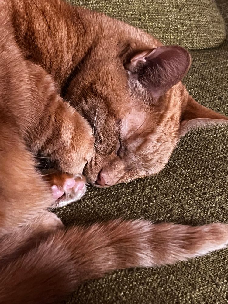orange cat sleeping with visible beans