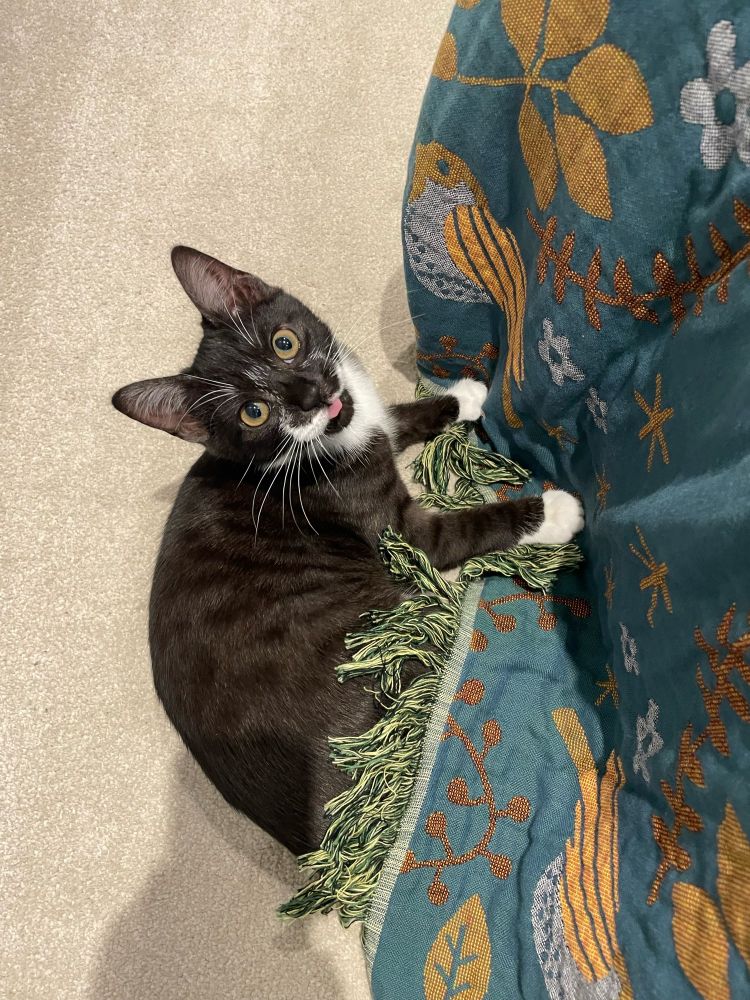 Photo of a black and white striped kitten on the floor with her tongue out, attacking a blue and yellow bedspread with tassels 