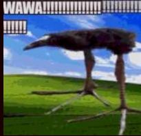 waso Pukeko li lon ma kasi, sitelen li lon sewi ona li toki e ni : "WAWA!!!!!!!!!!!"
