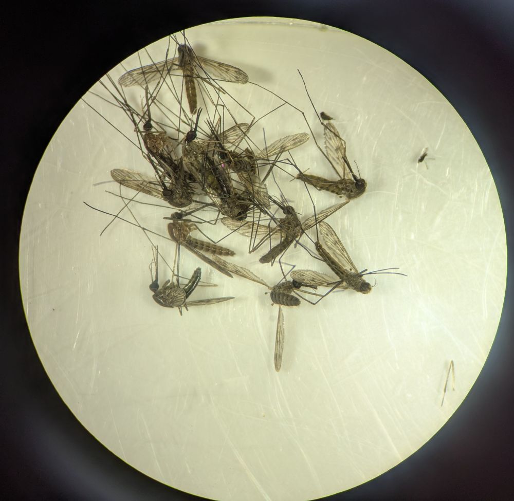 Pile of mostly Anopheles quadumaculacumaculatus