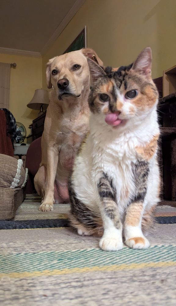 Cat and dog hanging out after dinner, Button licking her chops