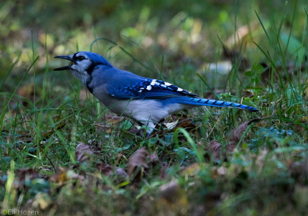 Blue jay with acorn in mouth finally swallowing it
