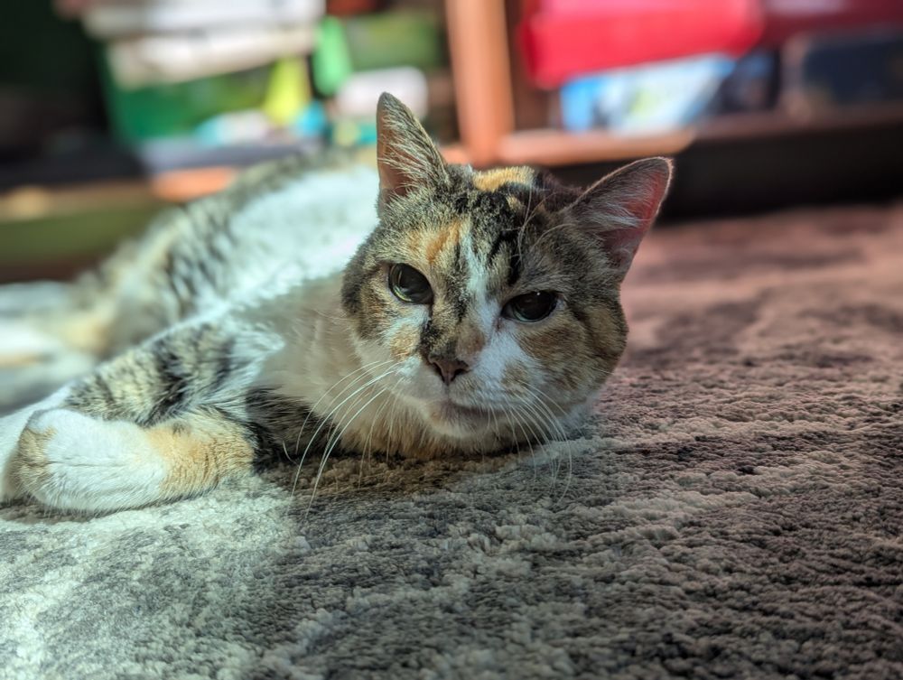 Old calico cat lounging in the sun