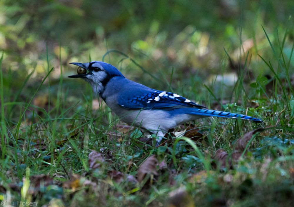 Blue jay with acorn in mouth 