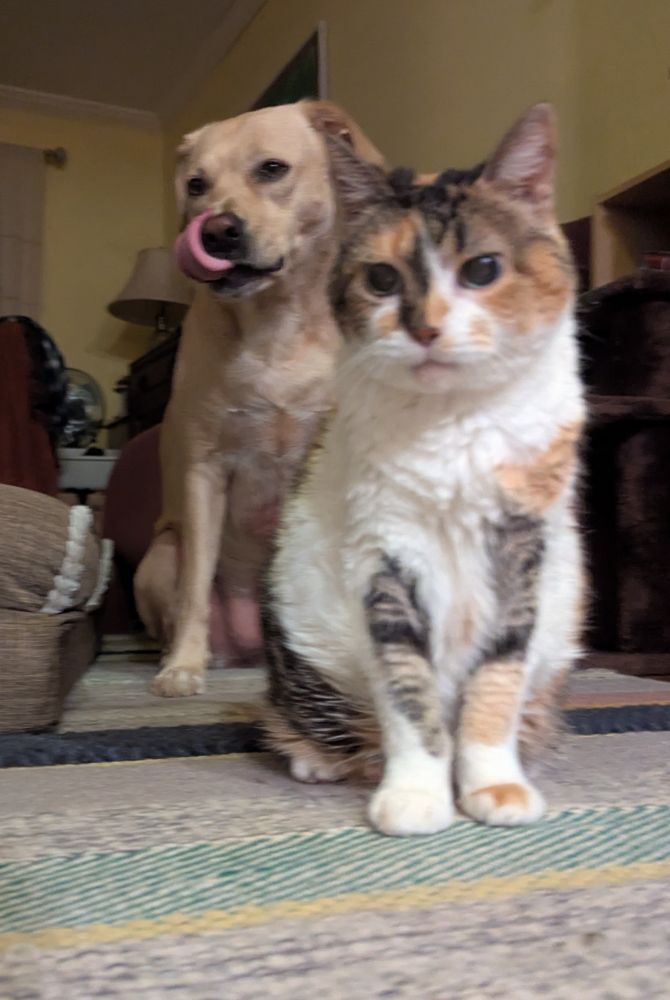Cat and dog hanging out after dinner, Mya licking her chops