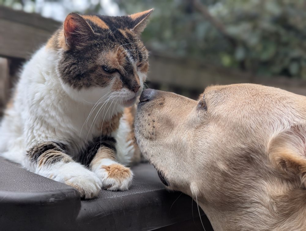 Old, blind 17 year old Button getting some supervised outdoor sun time overseen by Mya the pup